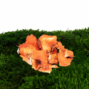 Hlíva růžová sušená (Pleurotus D'jamor)