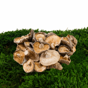 Shiitake sušené (Lentinula Edodes)