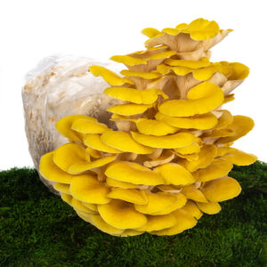 Substrát Hlíva citronová