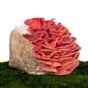 Substrát Hlíva růžová