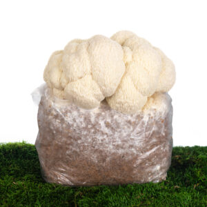 Substrát Korálovec ježatý