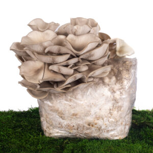 Substrát Hlíva ústřičná