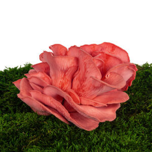 Hlíva růžová (Pleurotus djamor)