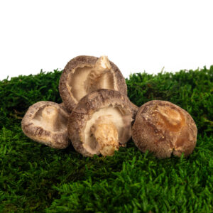 Shiitake  (Lentinula Edodes)