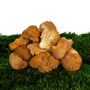 Korálovec ježatý sušený (Hericium Erinaceus)