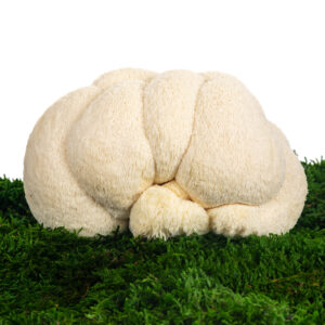 Korálovec ježatý (Hericium erinaceus)