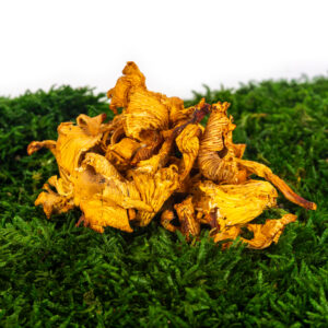 Liška obecná sušená