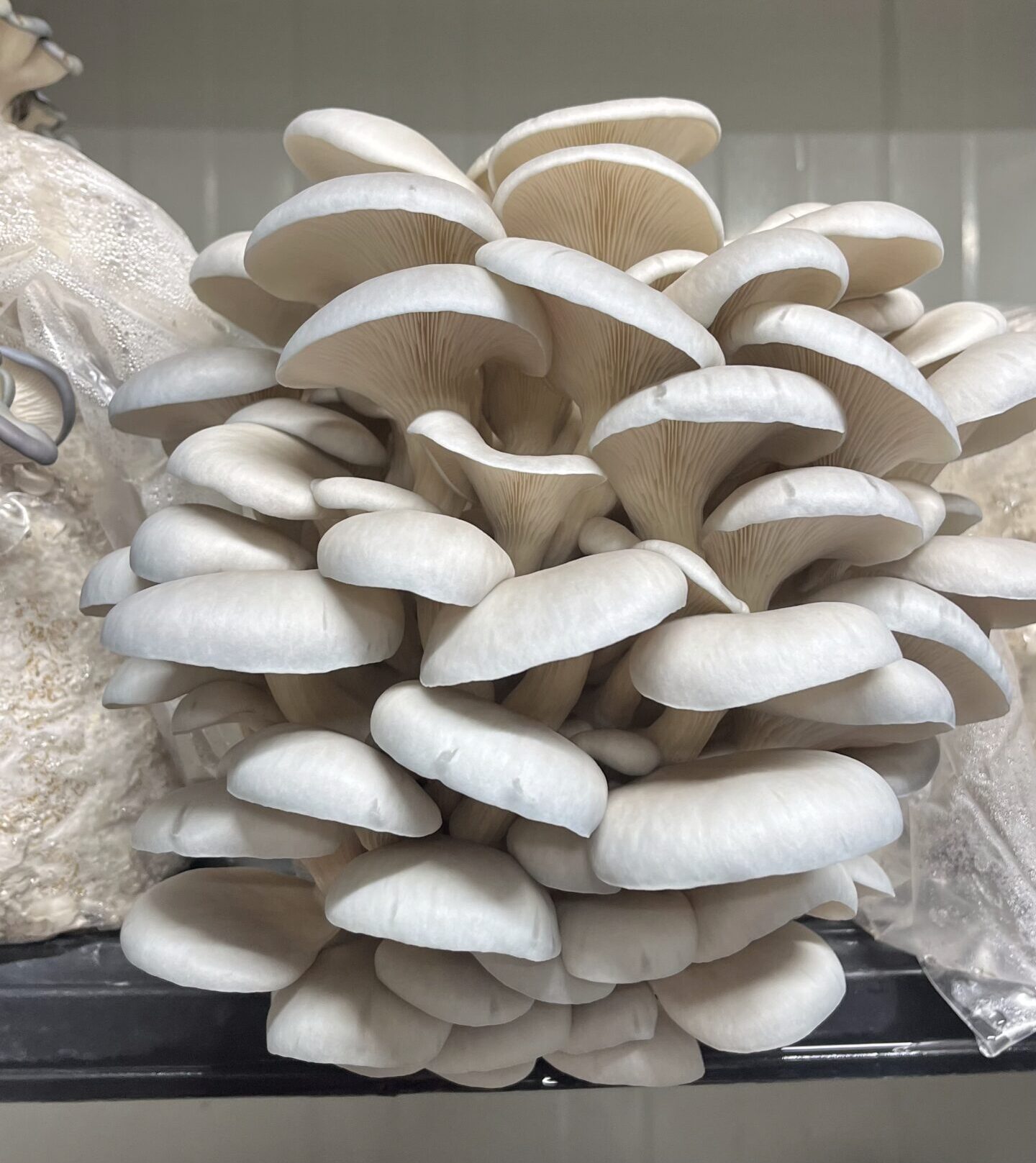 Pěstování hlívy ústřičné.