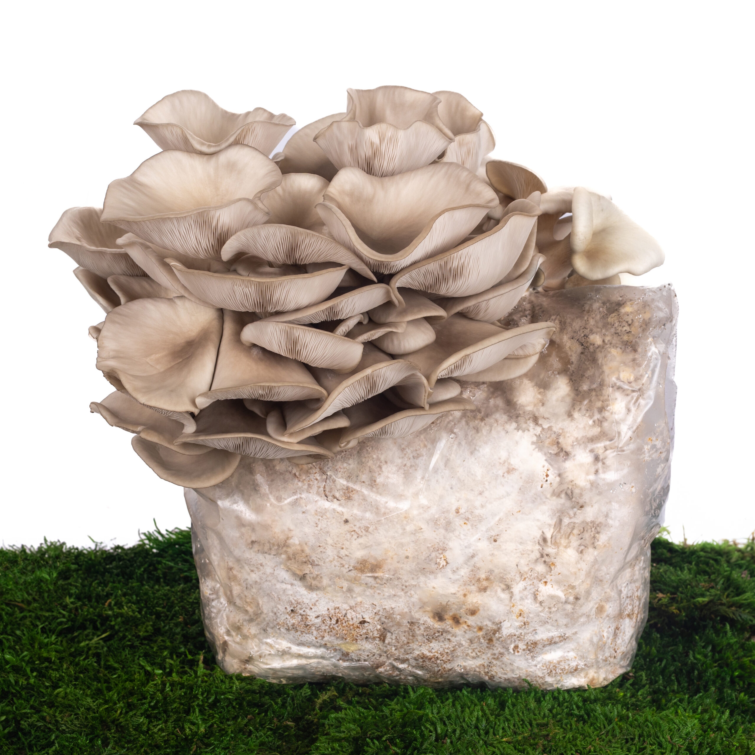 hlíva ústřičná pěstitelský substrát